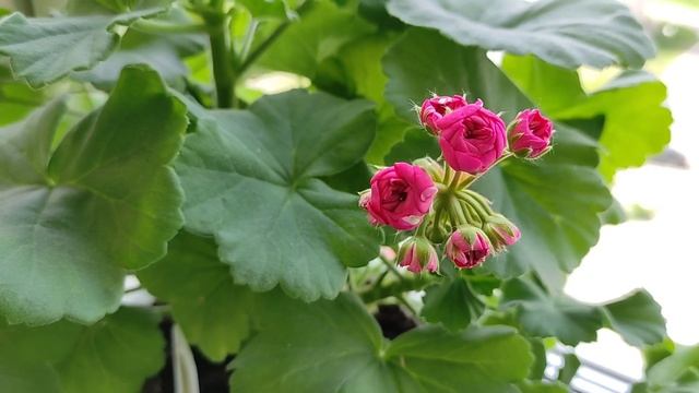 Комнатные Цветы Скажут Спасибо смотреть онлайн