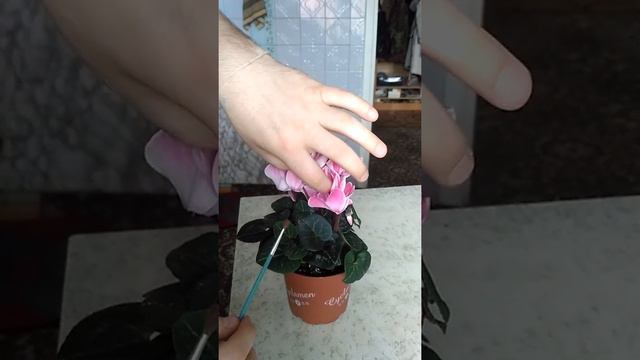 Опыление цикламена смотреть онлайн