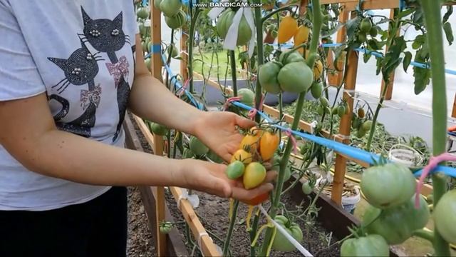 сортовой томат СЛАДКИЙ КРЕМ обзор