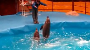 Дельфины в Гомельском цирке