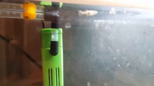 15 литровый Аквариум и о Селекционном размножение гуппи