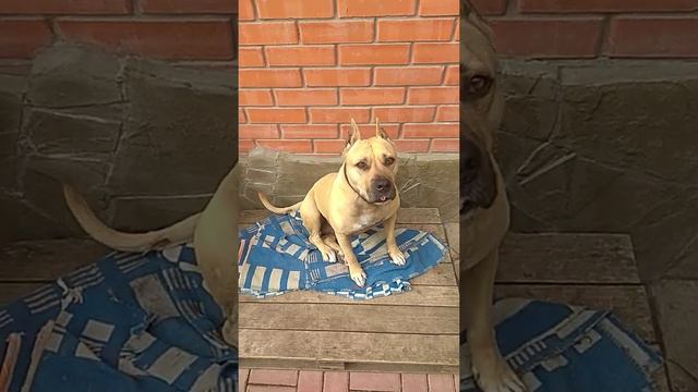 Гулять идём! смотреть онлайн