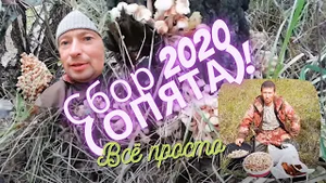 Сбор опят 2020 года - Омская обл