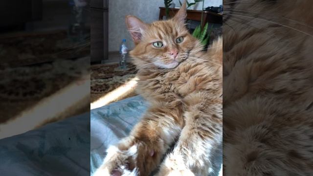 dabbackwood - сейджуро акаши slowed смотреть онлайн