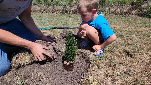Ellwoodii Cypress Planting смотреть онлайн