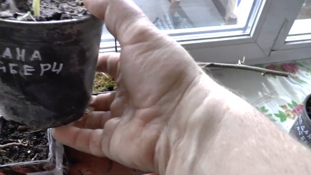 Пополнение коллекции. Новые сорта ежемалины. смотреть онлайн