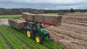 Preparing Carrots for the Cold Winter Weather | John Deere 7R 330 + Loaders + Straw Layers