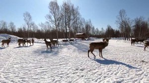 Сахалин эко ферма оленей Южно-Сахалинск «Rose Agro»
