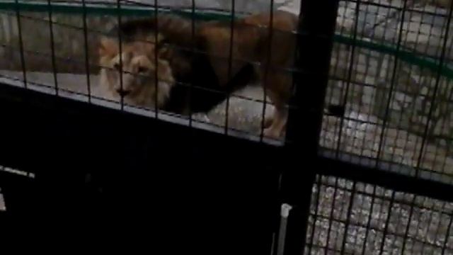 РЫК ЛЬВА!! В зоопарке часть 2!! Будет ли третья? смотреть онлайн