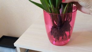 Содержание Каттлеи в воде. Новые корни, куча новых ростиков!