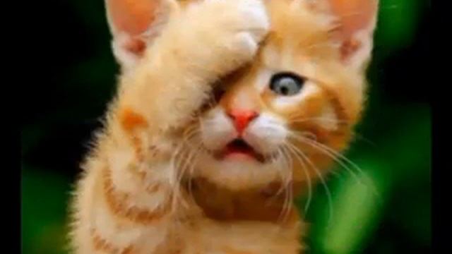 Самые прикольные кошки Эти глаза напротив. смотреть онлайн