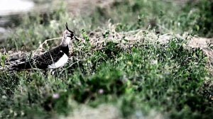 Весна. Болото. Звуки природы. Пение птицы Чибис.