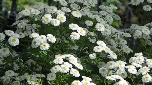 Tanacetum parthenium Double White