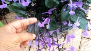 Plectranthus " Mona Lavender "