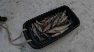 ?Чистим судака и берша шуруповертом со сверлом. Самый лучший способ?