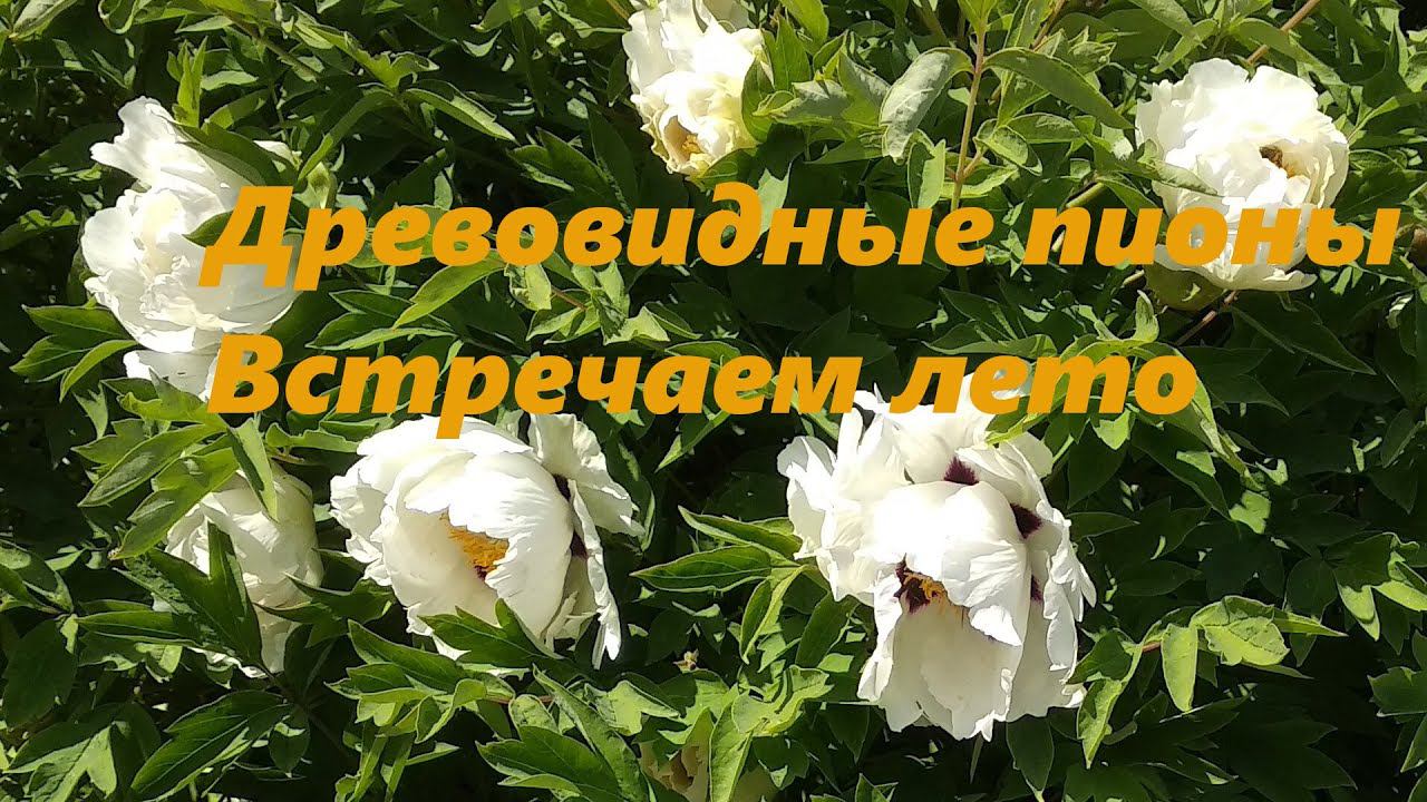 Древовидные пионы встречают лето