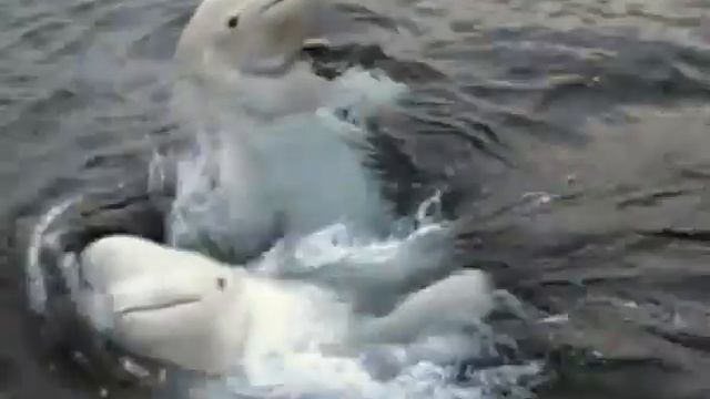 Киты белухи смотреть онлайн