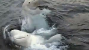 Киты белухи