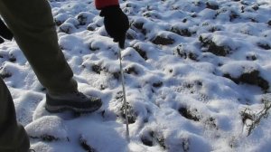 Как работает мульча зимой? На сколько замерзает земля под ней земля? Показываю на конкретном пример