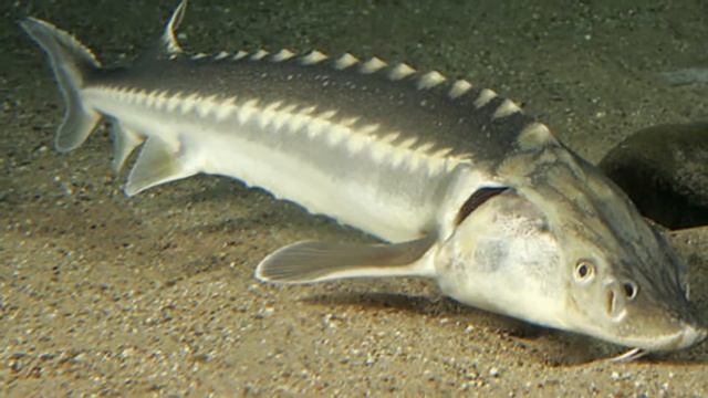 Разведение Стерляди в домашних условиях как бизнес идея смотреть онлайн