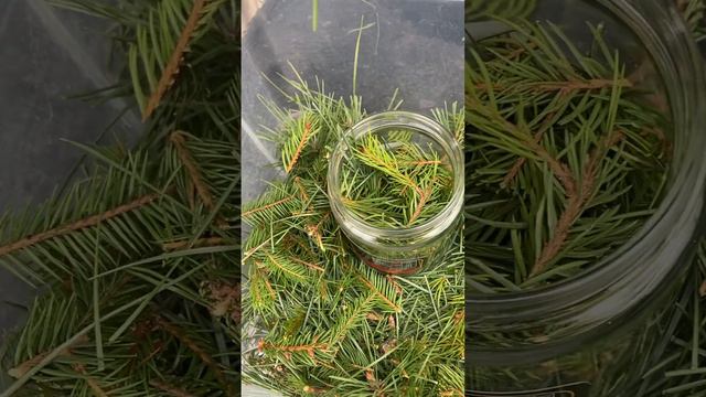 Аптечка для семян и рассады N2 смотреть онлайн