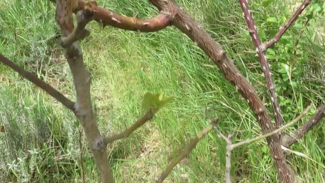 Работа на даче, Фиолент. смотреть онлайн