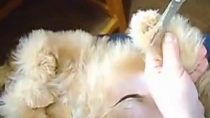 щенок шитцу