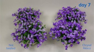 The effect of Chrysal Alesco on Campanula