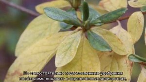 Комнатный кустарник рододендрон — размножение и уход