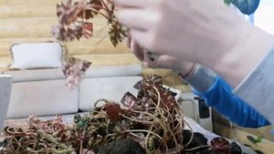 Пересадка Тигровой бегонии уморительная!