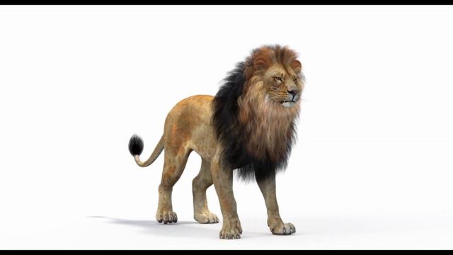 Animated Lion 3D Model (Polygonal Mane): Download | promax3d.com