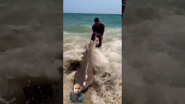 fish rescue from hook😲😲😲 #shark #fishing#beach #fish #ocean #florida #longisland #animals@AnimalHT