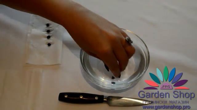 如何种植鹤望兰（天堂鸟，鹤花） смотреть онлайн