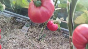 Обзор новых сортов томатов в теплице часть 3