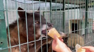 Летнее видео о жизни Волков в домашних условиях