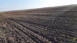 Начинаем посев рапса,повезло с дождем. Посев 2021