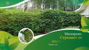 Девичий виноград! Польза и применение.
