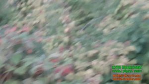 Малину будете собирать ведрами если сделаете так