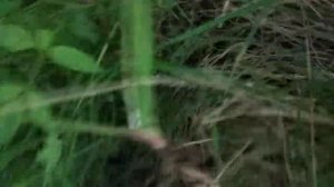 Ёжик фырчит