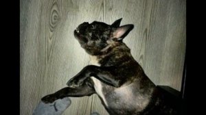 Спасение животных – 7 реальных историй спасения бездомных собак и щенков