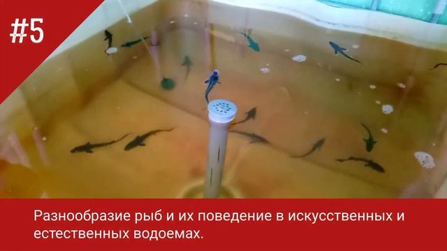 Профессия рыбовода: разведение рыбы, ракообразных,  морских и пресноводных организмов