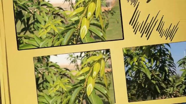 Plant files Mango, Mangifera indica смотреть онлайн