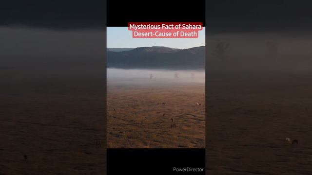 Mysterious Fact of Sahara Desert-Cause of  Death #earthmysteries #universe #sahara #shortsfeed