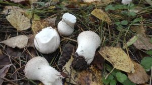 Дождевик жемчужный  - прекрасный гриб.