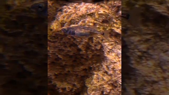Трёхиглая колюшка,  Gasterosteus aculeatus, в аквариуме, #Shorts