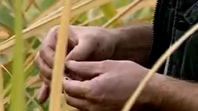 Плотва, осень, Подмосковье смотреть онлайн