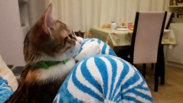 Тюпа смотрит телевизор.🐱📺#смешныекоты #кошка смотреть онлайн