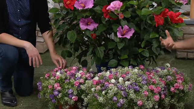 Cottage Farms 3-N-1 Dazzling Designs Lovely Luna Hibiscus on QVC смотреть онлайн