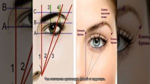 Архитектура бровей