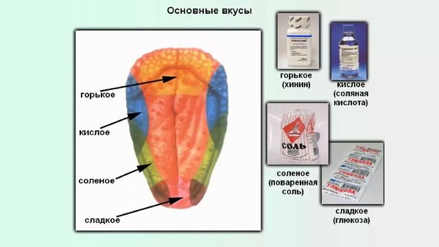 Основные вкусовые ощущения смотреть онлайн